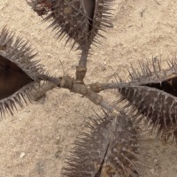 Guilandina bonduc L.